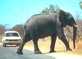 Elephant