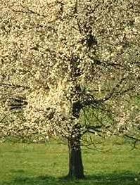 Almond Tree