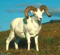 Ram on Hill