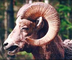 Ram Head