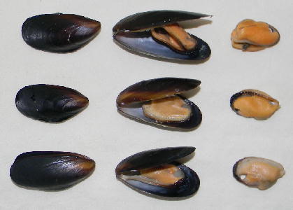 Freshwater Mussels