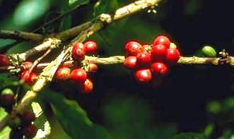 Coffee Beans Before Turning Green