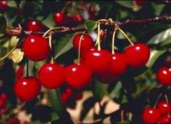 Cherries