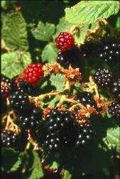 Blackberries