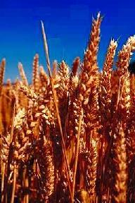 Wheat Kernals