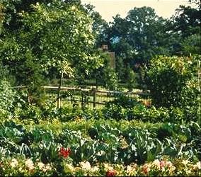 Vegetable Crops