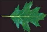 Red Oak Leaf