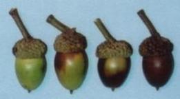 Acorns Ripening