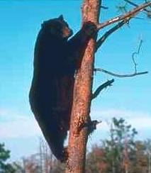 Black Bear