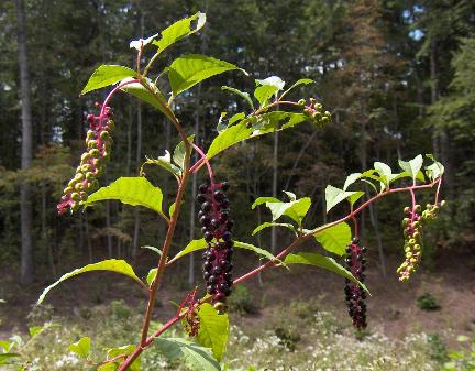 Mature Poke Weed with Berries