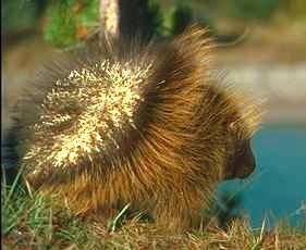 Porcupine