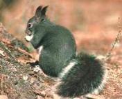 Gray Squirrel