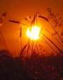 Wheat at Sunset