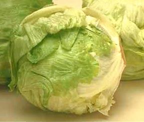 Cabbage