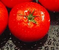 Tomato