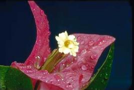 Dew on Flower