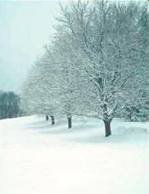 Snow on Trees